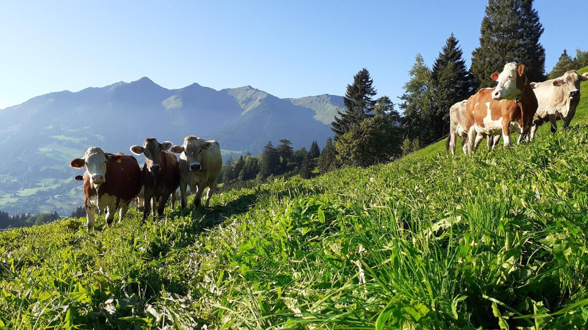 Berghof Burtscher Ludesch Buitenkant foto